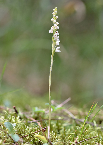 Goodyera repens